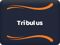 Tribulus